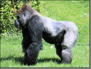 Gorilla